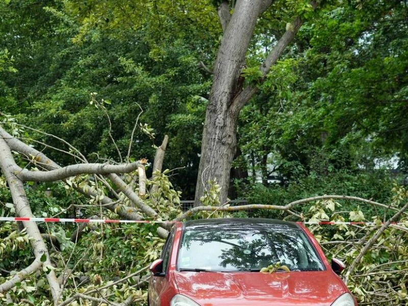 Autoschaden durch umgestürzten Baum