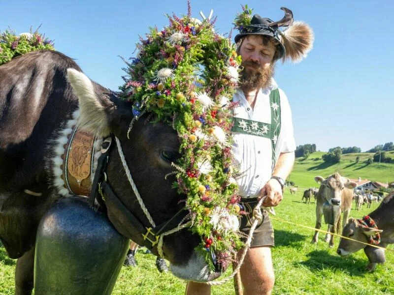 Viehscheid im Allgäu