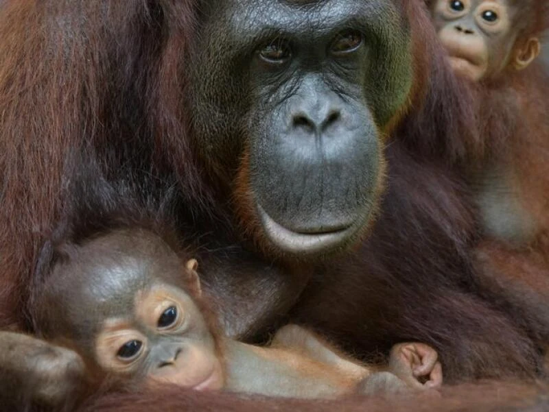 Orang-Utan-Mama Du auf Borneo