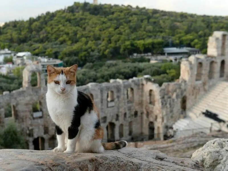 Katze auf dem Gelände der Akropolis in Athen