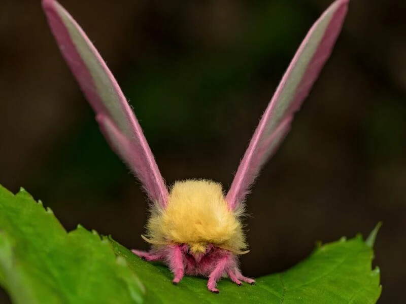 Fliegendes Sahnebonbon als Musterbeispiel der Evolution