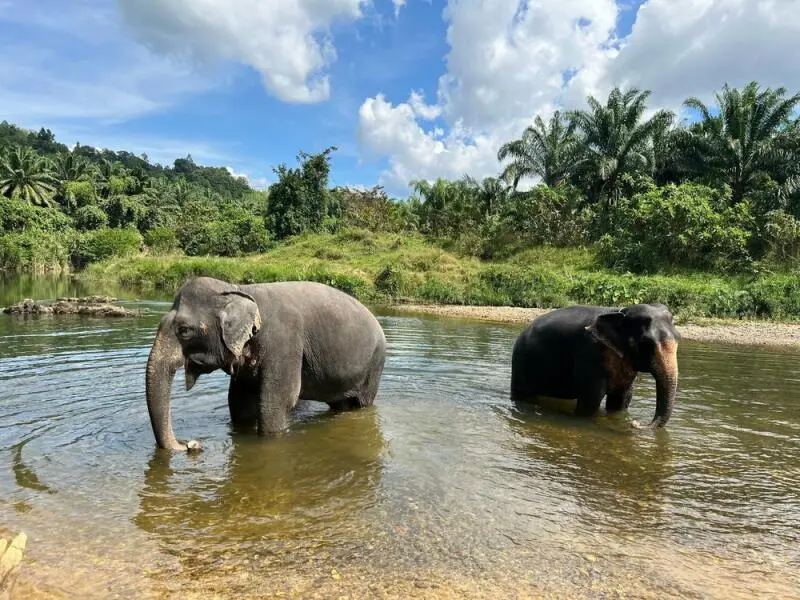 Elefanten im Khao Sok Nationalpark
