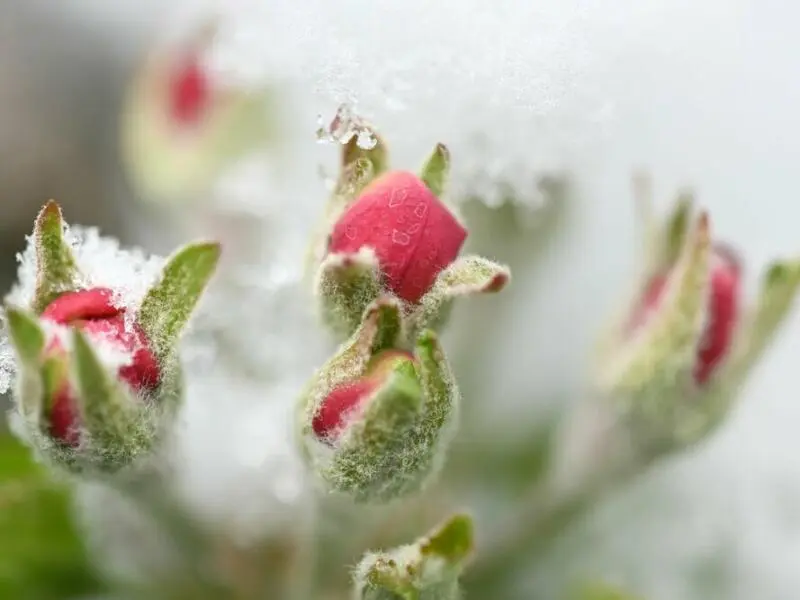 Obstblüte durch Eis und Schnee bedroht