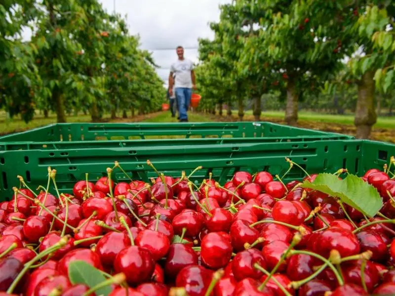 Mit Deutschland ist weniger gut Kirschen essen