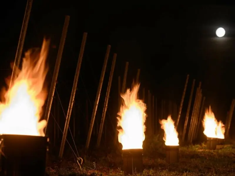 Feuer gegen Frostschäden im Weinberg