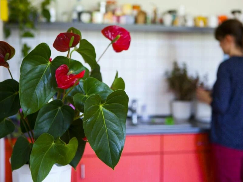 Eine Flamingoblume in einer Wohnung