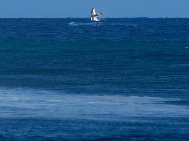 Paris 2024 - Surfen