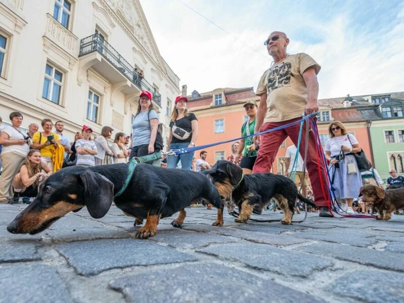 Dackelparade in Regensburg