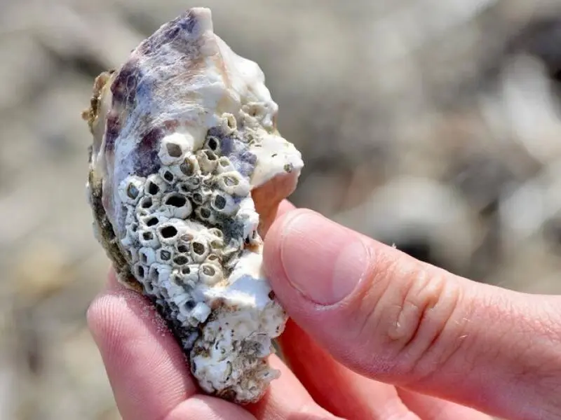 Pazifische Auster mit Seepocken