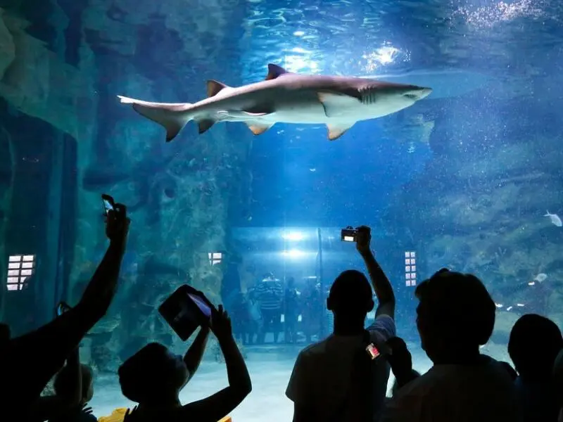 Hai in einem Aquarium in Moskau