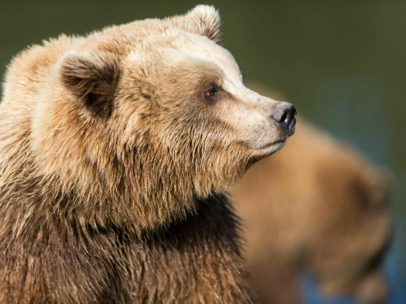 Braunbär (Ursus arctos)