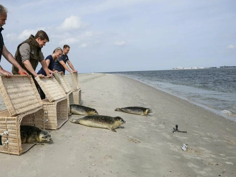 Auswilderung von jungen Seehunden in der Nordsee