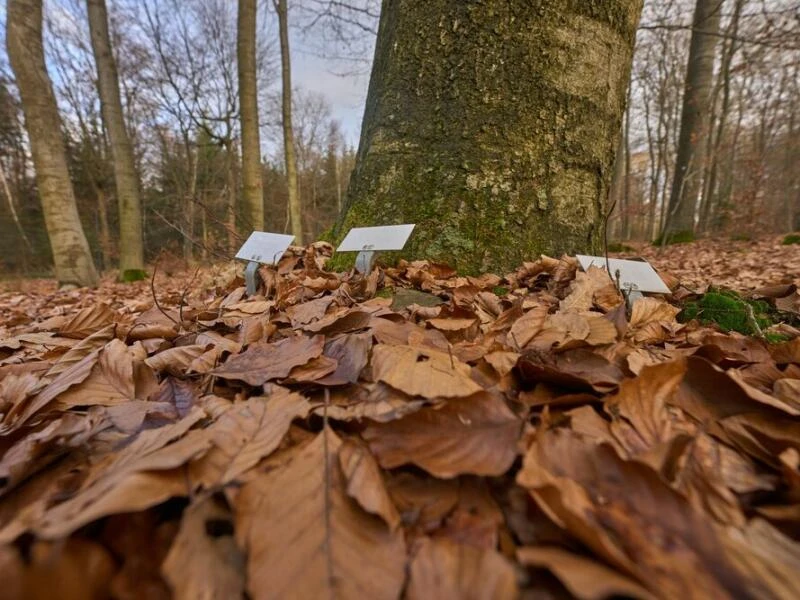 Namensschilder stehen am Stamm eines Baumes