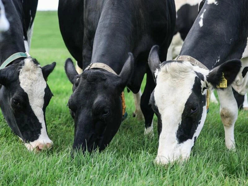 Weideaustrieb in der Milchwirtschaft