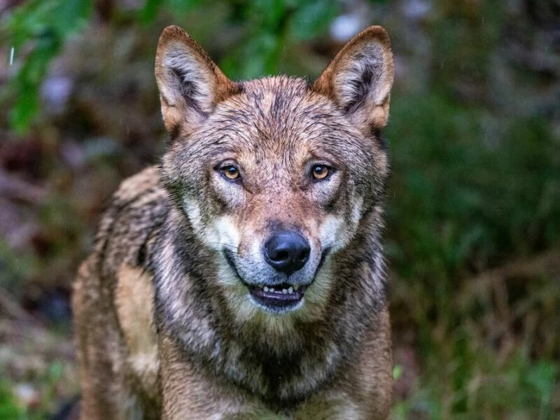 Wölfe im Nationalparkzentrum Falkenstein