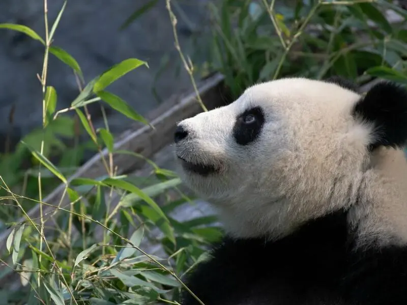 Ultraschall bei Panda-Dame Meng Meng