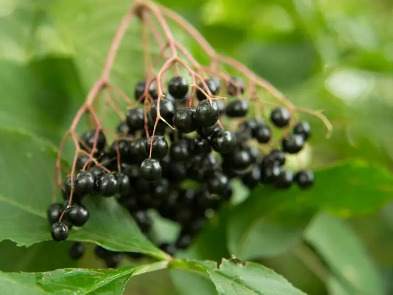 Schwarze Holunderbeeren