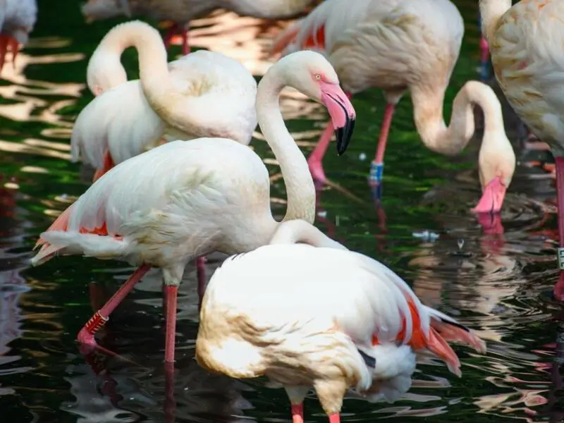 Ingo der Flamingo