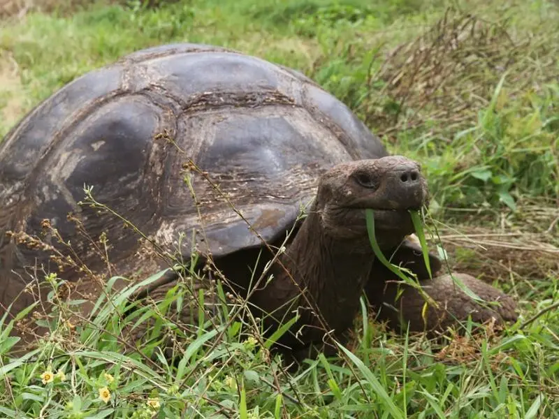 Galápagos Schildkröte