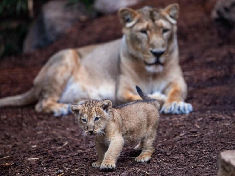 Löwenbaby im Schweriner Zoo