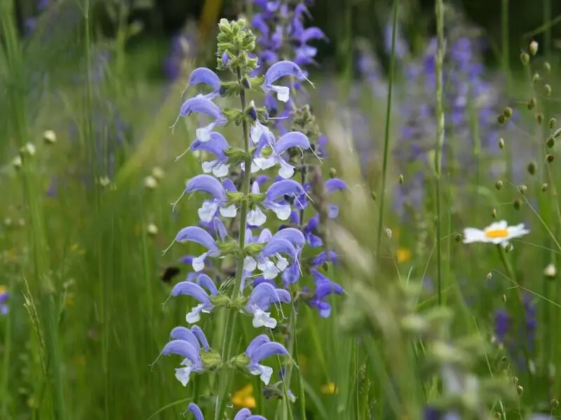 Wiesensalbei