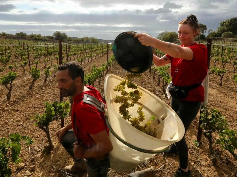 Weinlese in Frankreich