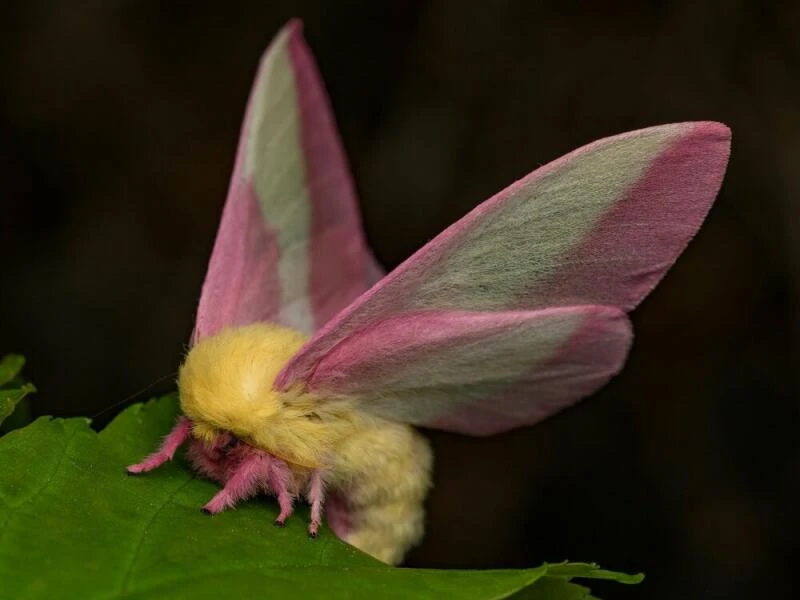 Fliegendes Sahnebonbon als Musterbeispiel der Evolution