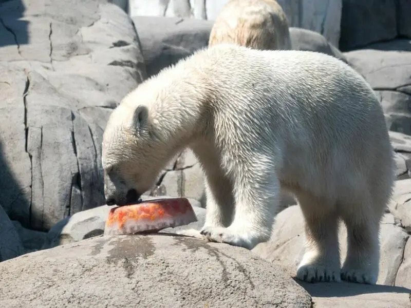 Abkühlung für die Eisbären in Hagenbecks Tierpark