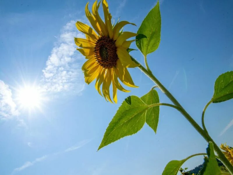 Sommerwetter