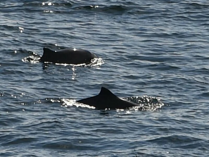 Whalewatching Fehmarnbelt