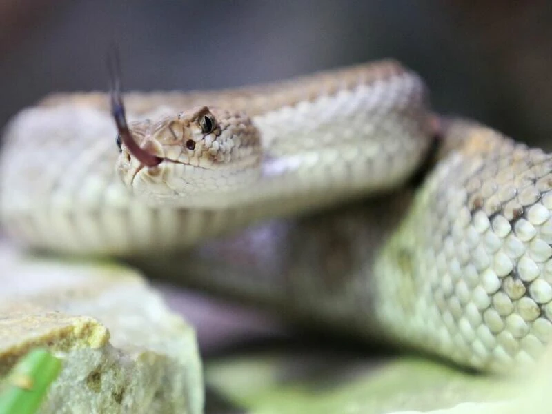 Giftige Aruba-Klapperschlange in einem Terrarium