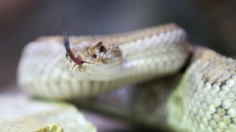 Giftige Aruba-Klapperschlange in einem Terrarium