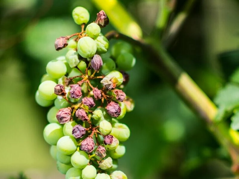 Klimawandel im Weinbau