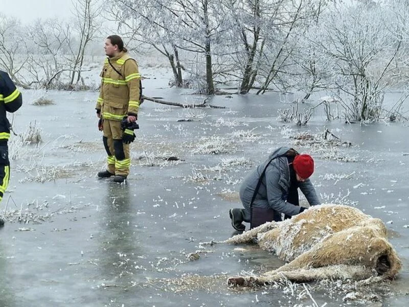 Erfrorene Kühe im Wasser in Brandenburg/Havel entdeckt