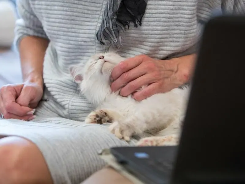 Frau sitzt mit einer Katze vor dem Laptop