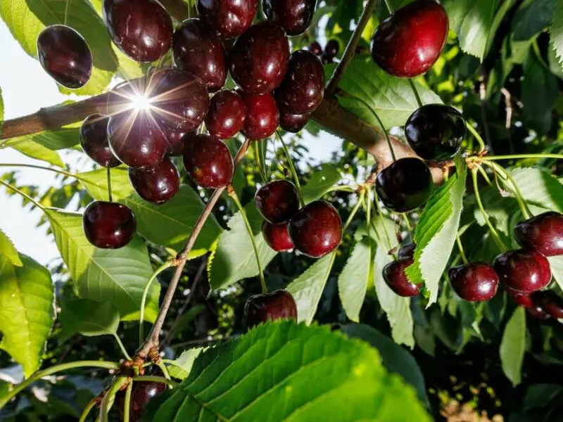 Mit Deutschland ist weniger gut Kirschen essen