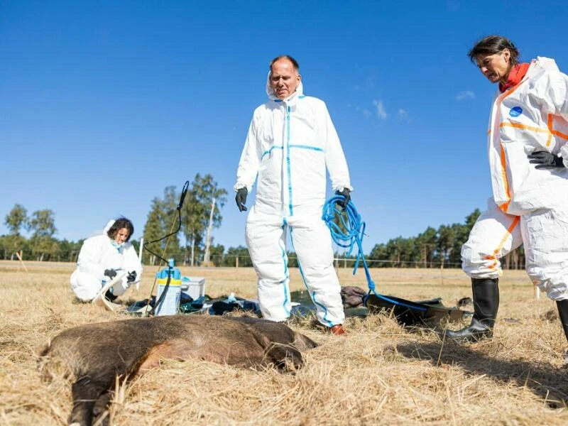 Übung zur Afrikanischen Schweinepest