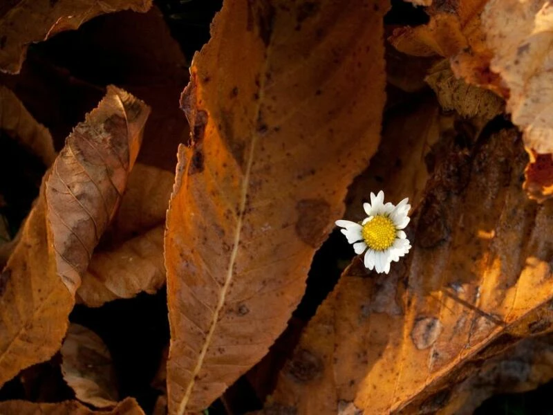 Gänseblümchen schaut unter Herbstlaub hervor