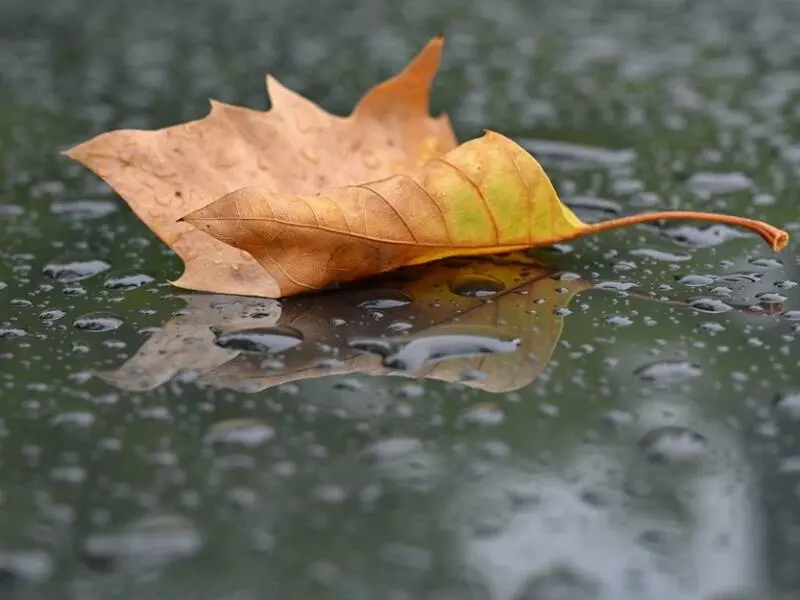 Ein Herbstliches Blatt liegt im Regen