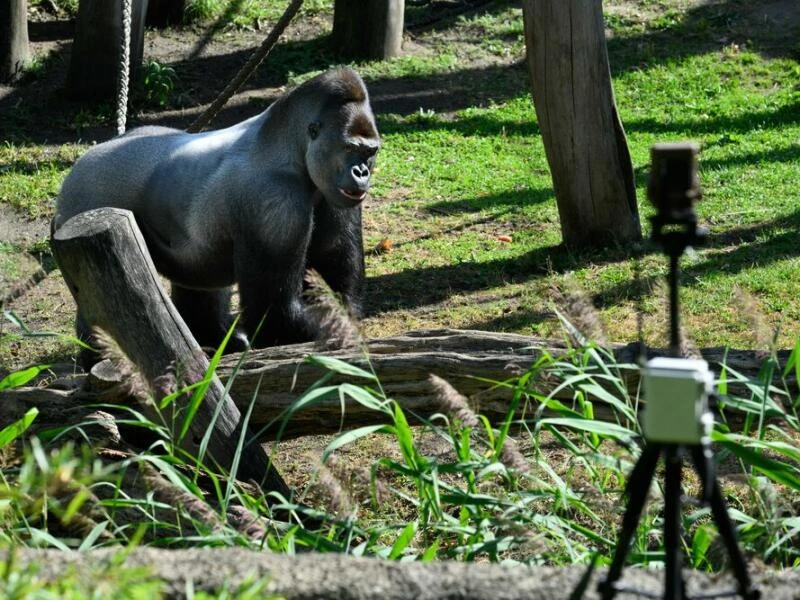 «Gorilla Tracker» im Berliner Zoo