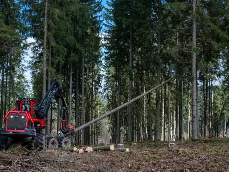 Wald in Rheinland-Pfalz stark geschädigt