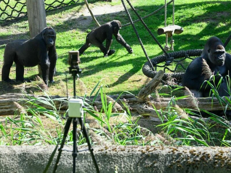 «Gorilla Tracker» im Berliner Zoo