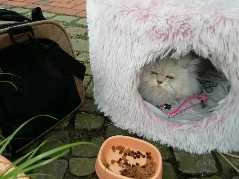 Frau setzt Perserkatze aus