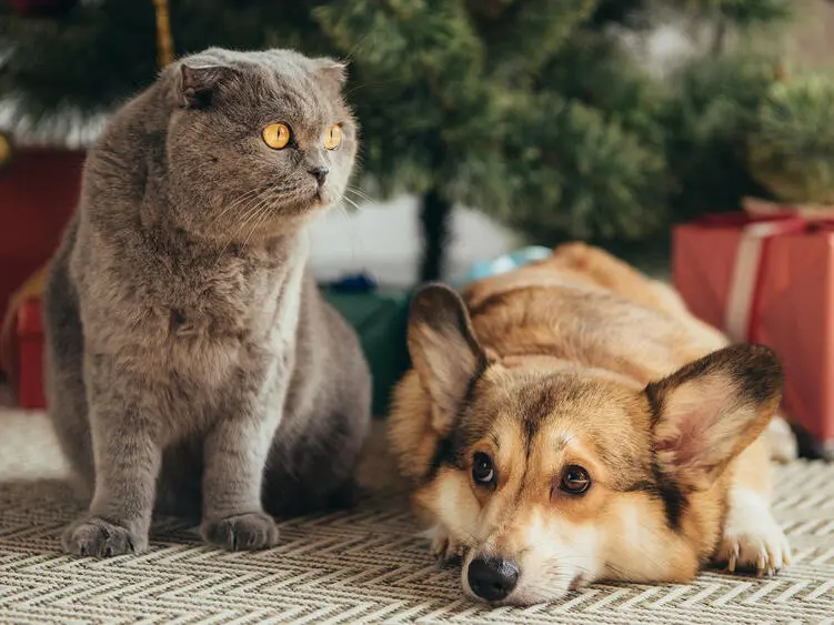 Weihnachtsgeschenke für Hund, Katze und Co.: Die 5 besten Gadgets für Dein Haustier