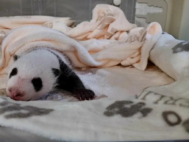 Panda-Zwillinge im Berlin Zoo