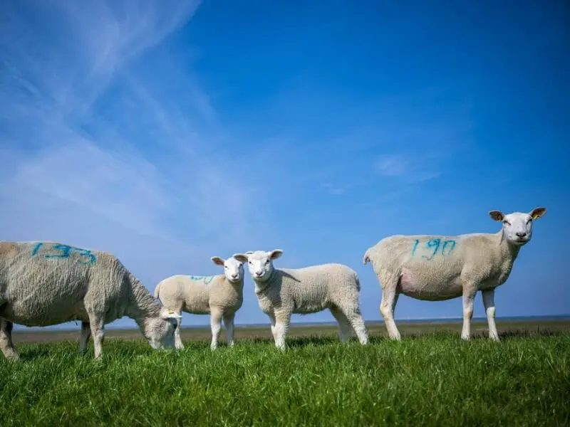 Blauzungenkrankheit beunruhigt Tierhalter