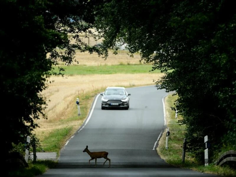 Reh läuft über Straße