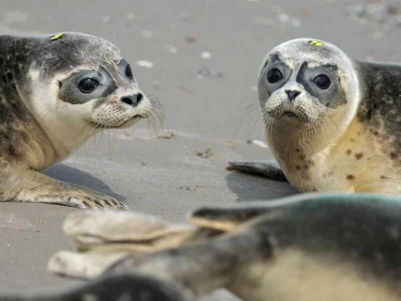 Auswilderung von jungen Seehunden in der Nordsee