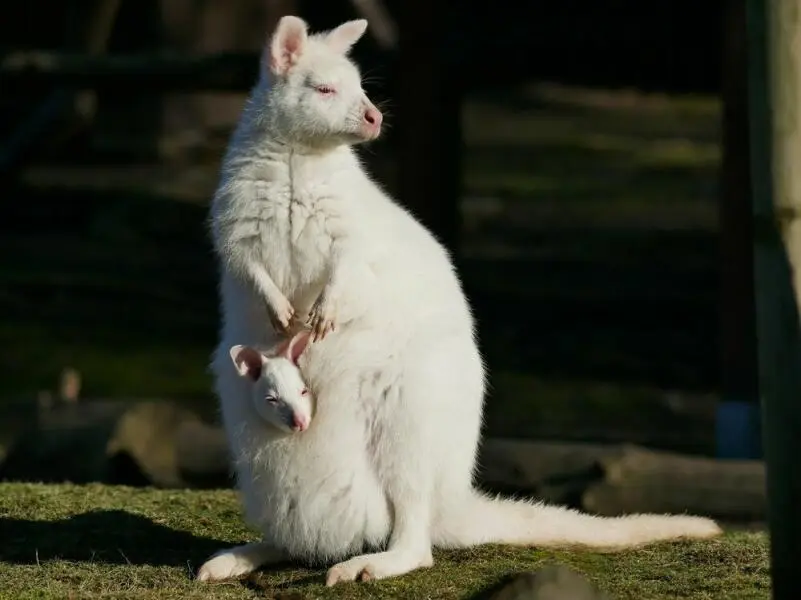 Weißes Känguru im Zoo Hoyerswerda geboren