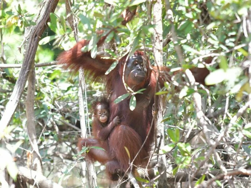 Orang-Utan-Mama Du auf Borneo